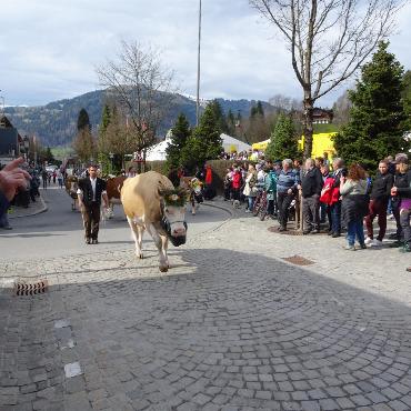 Starke Simmentaler, ausgeglichenes Swiss Fleckvieh und Top-Red-Holstein- und Holsteinkühe