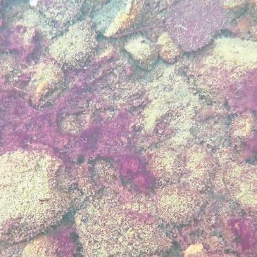 Vorsicht bei Blaualgen in Berner Gewässern - Die Blaualgen sind gefährlich für Mensch und Tier. FOTO: LUKAS TAXBÖCK