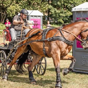 Erfolgreiche Turniersaison Fahrsport für Christian Schopfer mit Escado de Gessenay - Die Veranstalter haben ein Hindernis mitToi-Toi-Toiletten gebaut.