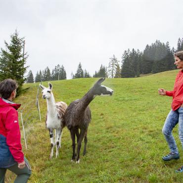 Obacht: Benji und Ari wachen über ihre Herde ...