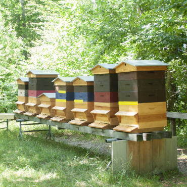 Von Bienchen und Blümchen im Saanenland - Idyllisch und in unmittelbarer Nähe des The Alpina Gstaad stehen die Bienenbeuten der hoteleigenen Bienen. (Foto: AvS)