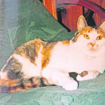 Wenn der Berg ruft, gehen sie nach Haus - Die legendäre Berghotgel-Katze Jenny, die leider nicht mehr lebt. FOTO: ZVG