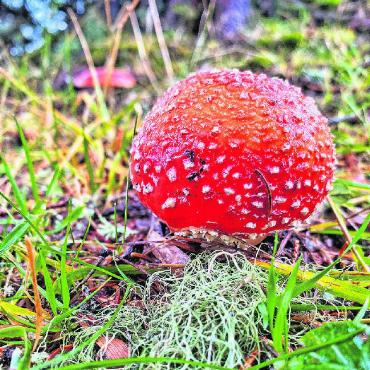 LESERBILDER - «Faszination Fliegenpilz. Immer wieder zum Staunen und nie zum Essen.» FOTO: STEFAN STREIT, BREMGARTEN