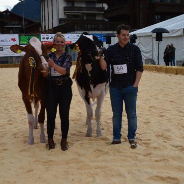 Starke Simmentaler, ausgeglichenes Swiss Fleckvieh und Top-Red-Holstein- und Holsteinkühe