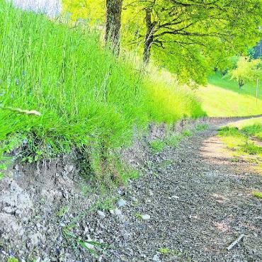 Die Aschgraue Sandbiene ist Biene des Jahres 2025 - Eine Abbruchkante ist sehr wertvoll für Bodennister FOTOS: ZVG