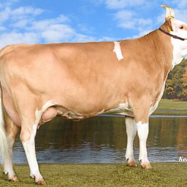 Agent Elegance von Gobeli Holstein, Saanen, wird Miss BEA