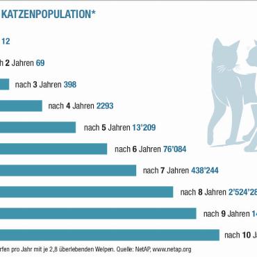 Kastrieren, chippen und keine fremden Katzen füttern - Junge Katzen sind nach vier bis fünf Monaten bereits geschlechtsreif. Kätzinnen werfen nach einer Tragzeit von 46 bis 68 Tagen fünf bis sieben Junge. GRAFIK: SUSANNE KAISER, MÜLLER MEDIEN AG
