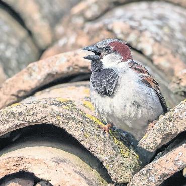 Sorgsamer Umgang mit Gebäudebrütern - Als Höhlenbrüter baut der Haussperling sein Nest in Hohlräumen unter Dachziegeln, in Storenkästen oder Regenrinnen. Sein Brutgeschäft ist geschützt, Bruten dürfen daher nicht entfernt werden. FOTO: MARCEL BURKHARDT