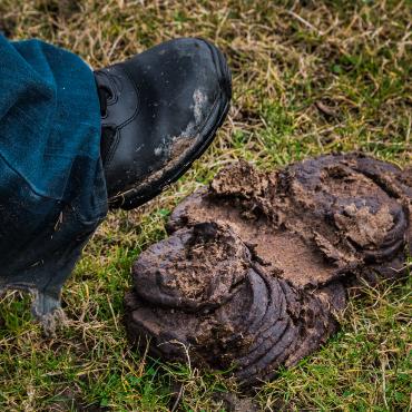 Kühe dürfen, Hunde nicht, Pferde teilweise