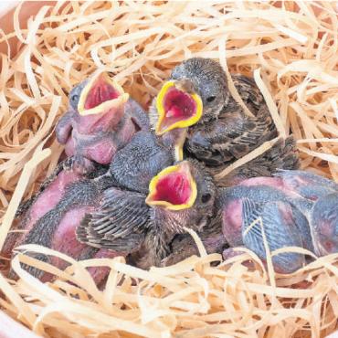 Hinaus in die weite Welt - Diese Feldsperlinge sind noch kaum befiedert und wären ausserhalb des Nests verloren, da sie gewärmt werden müssen. Solche Vögelchen gehören in eine Pflegestation.