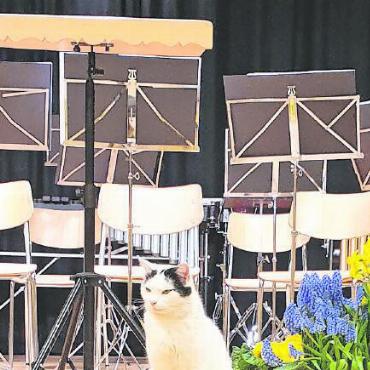 Musikalische Leckerbissen an der Brass Gala Night in Schönried - Foto unten:
«Das Stück aus dem Film ‹Out of Afrika›, You are Karen, von John Barry haben sie bereits wunderschön gespielt. Ich warte mal, vielleicht kommt nach der Pause etwas aus dem Musical ‹Cats›.» Dieses Büsi liebt offensichtlich die Musik der Brass Band Harmonie Saanen. Beim Eingang vor dem Konzert und danach auf der Bühne war das Büsi ein beliebtes Fotosujet.