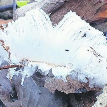 LESERBILDER - «Haareis: Eine seltene Erscheinung der Natur. Zu finden auf morschem Holz – wenn gewisse Faktoren wie Luftfeuchtigkeit, Temperatur und absolute Windstille gegeben sind.» Gefunden von unserem Leser Ivan Inäbnit am vergangenen Freitag in Saanen. FOTO: IVAN INÄBNIT, SCHÖNRIED