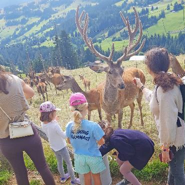 Rothirsch Leon empfängt Feriengäste - Da staunt selbstKönig Leon, als ihm ein Feriengast ein Stücklein Brot schenkt.