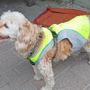 Heimwehsaaner:innen versammelten sich zum Brätliabend - «Fifi», Madlens Hund, mit der Kühldecke.