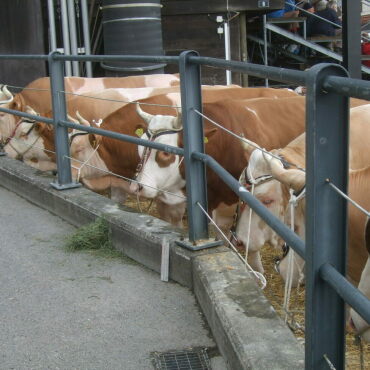 Starke Simmentaler, ausgeglichenes Swiss Fleckvieh und Top-Red-Holstein- und Holsteinkühe
