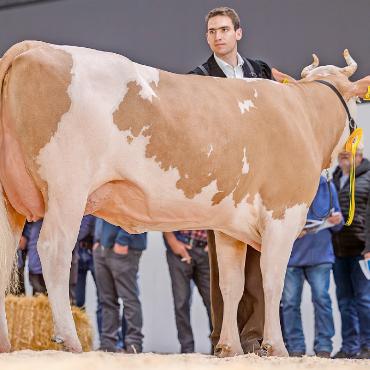 Starke Kühe an der VSA in Thun - Vize Miss Simmental Junior: Tur-Bach Armando Bella von Ueli Bach, Turbach.