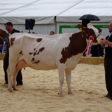 Starke Simmentaler, ausgeglichenes Swiss Fleckvieh und Top-Red-Holstein- und Holsteinkühe
