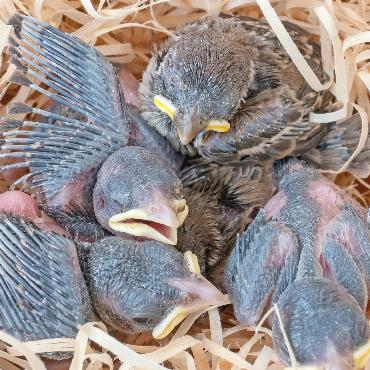 Augen auf und Hände weg bei Jungvögeln - Im Gegensatz dazu sind diese Feldsperlinge im Nestlingsalter noch unbefiedert und somit ein Fall für eine Pflegestation. FOTOS: © ARCHIV VOGELWARTE