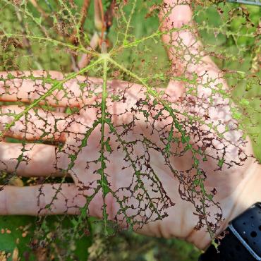 Japankäfer: Notfallplan tritt in Kraft - Ganz rechts: Der Japankäfer stellt eine Gefahr für die Landwirtschaft, den produzierenden Gartenbau und die Umwelt dar. FOTO: LOUIS SUTTER