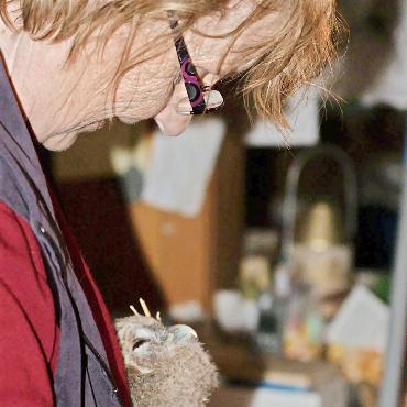 Stauffers Vogelstation im Oberland – und ihr abruptes Ende - Verena STAUFFER MIT EINEM KLEINEN WALDKAUZ IN DER HAND. FOTO: ZVG