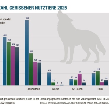 Wolf und Mensch: Eine pragmatische Koexistenz ist gefragt