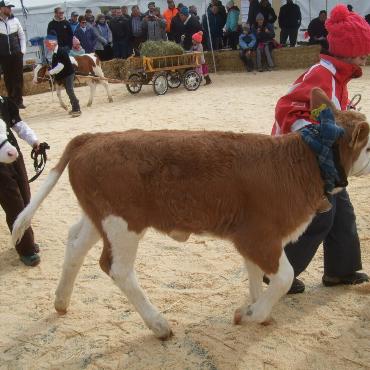Ein guter Grund zum Feiern – die 10. Rinderexpo Saanenland