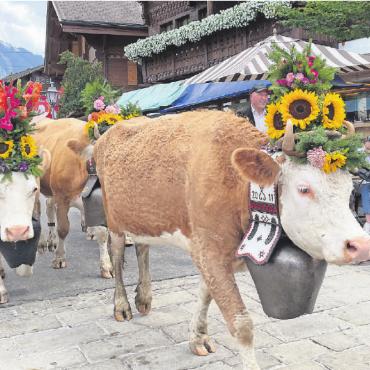 Gstaad Züglete 2022 – ein Publikumsmagnet - Wie aus dem Bilderbuch: prächtiger Kopfschmuck, traditionelle Treicheln und natürlich wunderschöne Tiere. FOTO: ANITA MOSER
