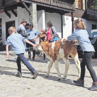 Gstaad Züglete 2022 – ein Publikumsmagnet - Während die beiden jungen Helfer versuchen, ihr Kalb zum Weitergehen zu bewegen … FOTO: LUCA DIAMANTE