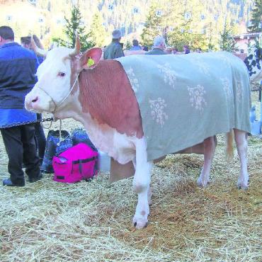 Wie aus dem Bilderbuch: die Topschau 2023 - Kühe geniessen Familienanschluss: Liebevoll zugedeckt an diesem kühlen Morgen, lässt es sich ruhig warten.