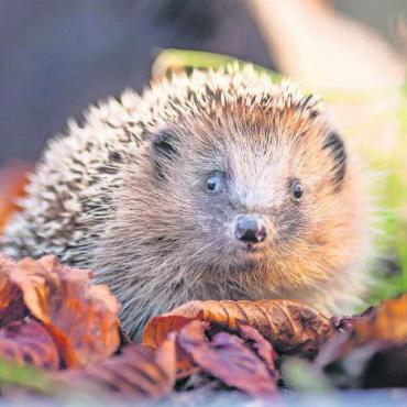 Der Frühling erwacht – und mit ihm die Igel - Die Igel sind im Frühling auf Futtersuche. FOTO: ZVG