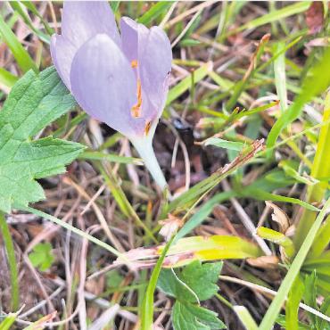 LESERBILDER - Unglaublich, aber wahr! Silberdistel am 27. Juli und Herbstzeitlose am 3. August gefunden. FOTO: BEAT ANDEREGG, SAANEN