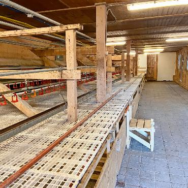 Eierproduktion auf Stand-by – neue Lösung gesucht - Der Hühnerstall erfüllt die Anforderungen einer modernen Bewirtschaftung nicht mehr.