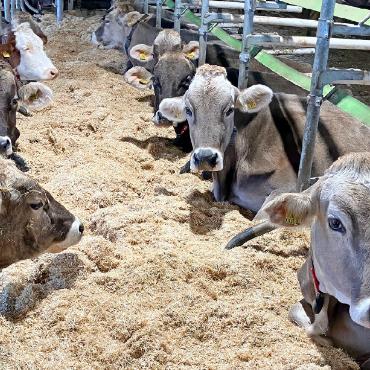Kuhsignale-Beraterin klärt auf: Bauern brauchen glückliche Kühe - Geht es den Kühen im Stall gut, steigt auch die Milchproduktion.