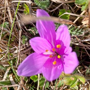 Seltene Blumen im Wallis - Eine Lichtblume in Eischoll. FOTOS: URS BACH