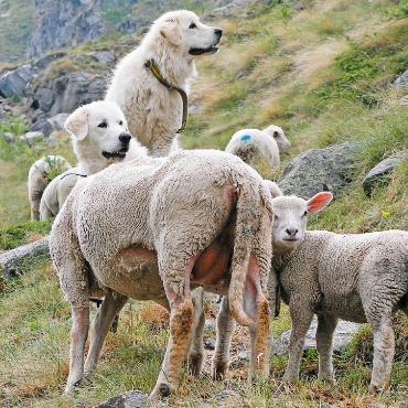 Herdenschutz nützt - Eine Schafherde gilt laut der Wirtschafts-, Energie- und Umweltdirektion des Kantons Bern (WEU) als geschützt, wenn sie von zwei Herdenschutzhunden bewacht wird. FOTO: FRANÇOIS MEYER