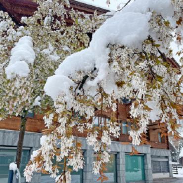 Schneechaos trifft Verkehr und Stromnetz
