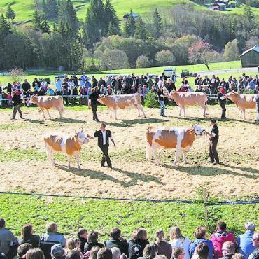 Bald ist wieder Topschau - Die Lauener führten bereits 2004 die erste Topschau durch. 2011 organisierten sie diesen Anlass erneut und nun freuen sie sich, am 29. Oktober dieses Fest der Viehzüchter zum dritten Mal in ihrem Dorf durchzuführen. FOTO: ZVG