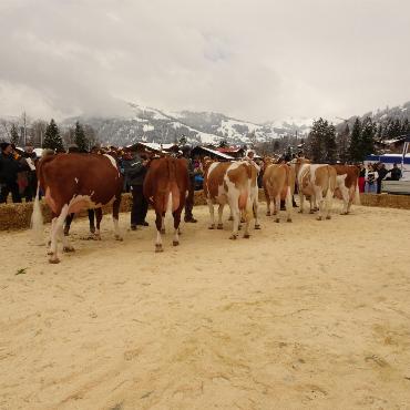 Ein guter Grund zum Feiern – die 10. Rinderexpo Saanenland
