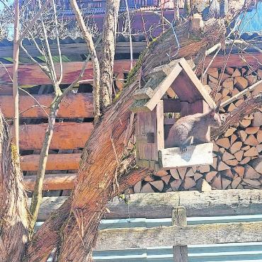 LESERBILDER - «Das Eichhörnchen meiner Nachbarin scheint auch Vogelfutter zu mögen», schreibt Lydia Reichenbach. FOTO: LYDIA REICHENBACH, GSTAAD