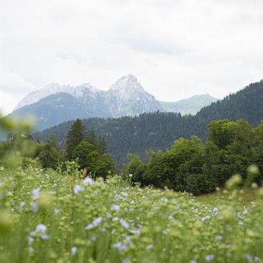 Leinanbau auf über 1000m über Meer