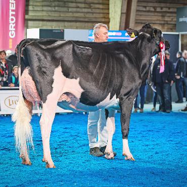 Erfolgreiche Saaner Züchter an den nationalen Ausstellungen - Mattenhof Legend Leonie von Gobeli Holstein und Rinderer Dominik, Saanen. FOTOS: GUILLAUME MOY