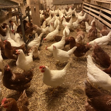 Saaner Hühner nicht durch Vogelgrippe betroffen
