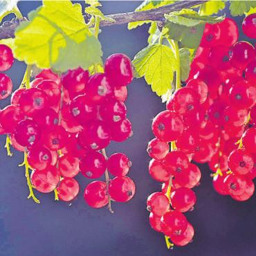 Aktuell: täglich frisch bei Blumen Stricker - Täglich bei Blumen Stricker auch eine riesige Auswahl an Beeren- und Obstpflanzen. FOTO: ZVG