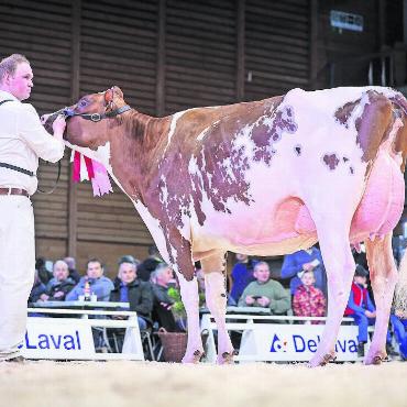 Erfolgreiche Saaner Züchter an der Expo Bulle - Junior Miss Mirand Renita von Gobeli Holstein. FOTOS: ZVG