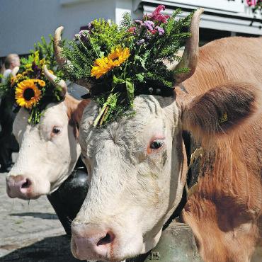 «Kuhlness» in Gstaad - Sie lassen sich nicht aus der Ruhe bringen.