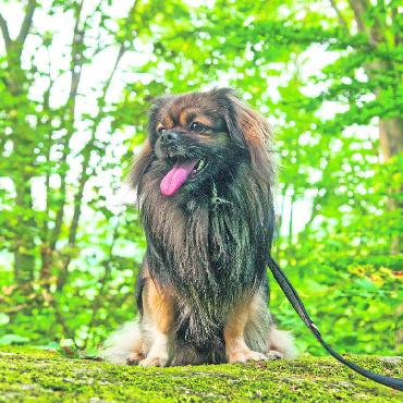 Gleicht der Kanton Bern die Leinenpflicht für Hunde den umliegenden Kantonen an? - Keiner zu klein, ein Störefried zu sein: Vielleicht müssen Hunde im Kanton Bern schon bald während der Brut- und Setzzeit in und an den Wäldern an die Leine. FOTO: KEREM MAURER