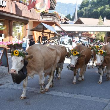 «Kuhlness» in Gstaad