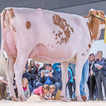 Starke Kühe an der VSA in Thun - Miss Red Holstein/Holstein: Gobeli’s Power Faida von Gobeli Holstein und Erich Zingre, Saanen. FOTOS: MARINA BLASER PHOTOGRAPHY