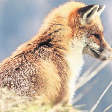 «Wenn wir uns in der Natur aufhalten, befinden wir u - Reineke Fuchs hält Ausschau und bemerkt nicht, dass er selbst beobachtet wird. FOTO: TOM SCHILD