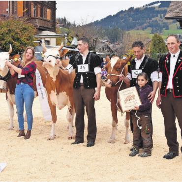 Die Topschau – zum 21. Mal immer noch hoch im Kurs - Swiss Fleckvieh: v.l. Miss Topschau Kilian Unique, Ehrerwähnung Corona Zitronette und Arno Liana, Miss Schöneuter.